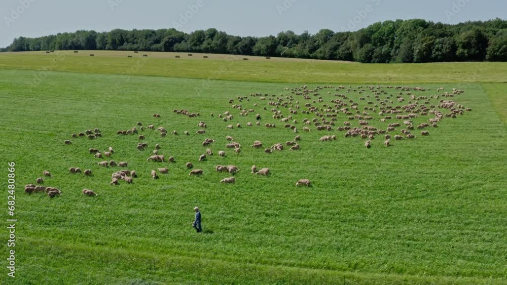 Green pastures of France with sheep herd aerial sunny day Green pastures of France with sheep herd aerial sunny day