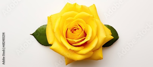 An overhead shot captures the vibrant yellow petal of a single bright yellow rose, isolated on a white background, showcasing its intricate details up close in stunning color. photo