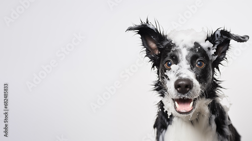happy black wet dog taking bath with soap foam on his head . white background. copy space photo