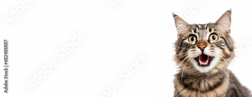 Shock cat banner with copy spacing