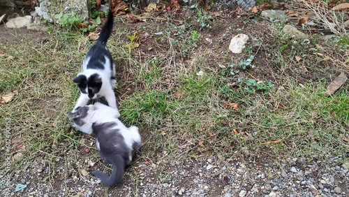 Homeless street cats play and fight carefree on the grass in the street.