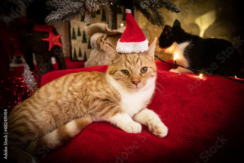 Rudy kot w czapce Mikołaja w świątecznym nastroju
