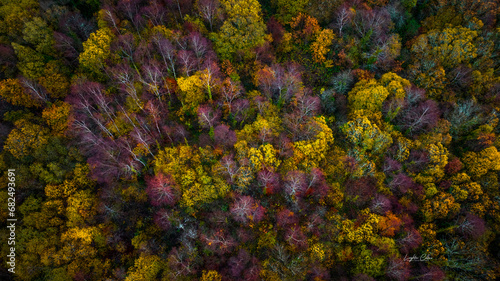 Aerial view of the tops of trees in Autumn 