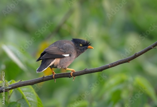  jungle myna is a myna, a member of the starling family. this photo was taken from Bangladesh. © Tareq