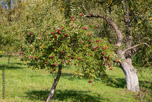 There are many red apples on the tree in the garden. On a green background of trees and grass.