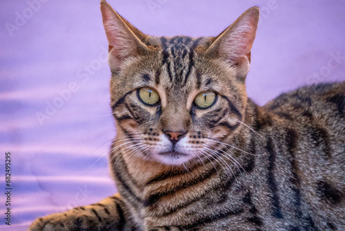 Closeup of tabby cat looking at the camera lying on a violet lounger.
