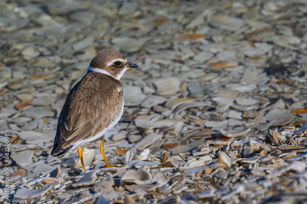 A small Common Ringed Plover along the shoreline at Assateague Island in MD this nice Autumn day in October. A Bird hunting for food along the shore made entirely of broken oyster and clam shells. A small Common Ringed Plover along the shoreline at Assateague Island in MD this nice Autumn day in October. A Bird hunting for food along the shore made entirely of broken oyster and clam shells.