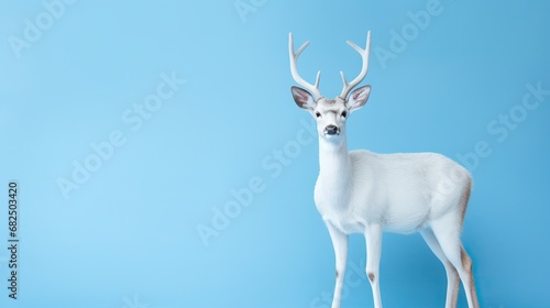 Graceful fawn standing poised against a soft blue backdrop, showcasing its delicate features.