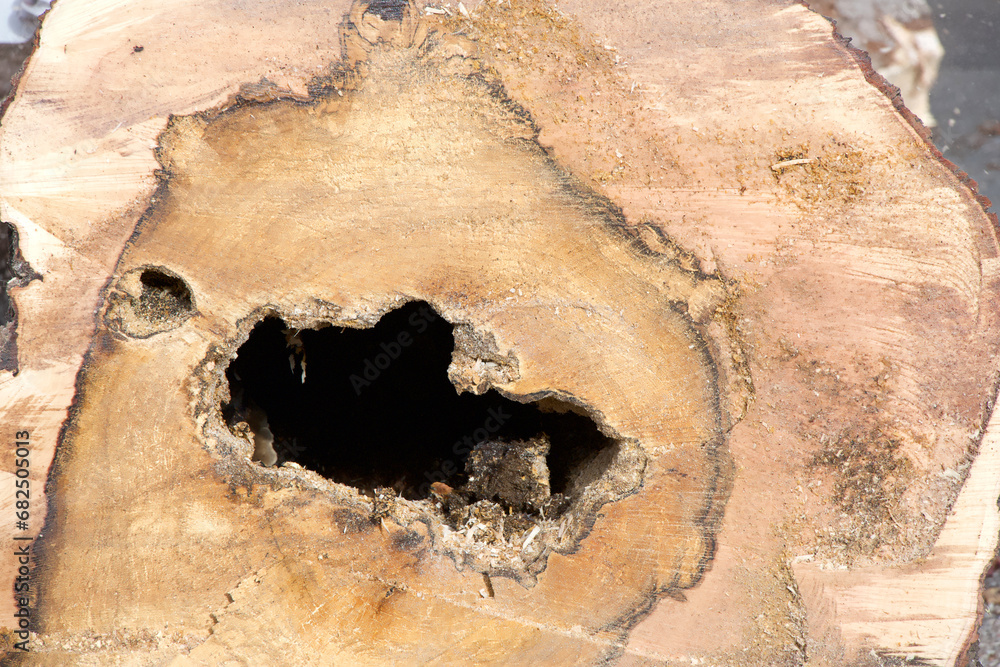 Hole in base of tree trunk, cross section after tree cut down. Sweet Gum Tree, also know as