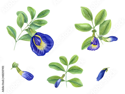 Blue clitoria ternatea in full bloom. Green leaves, flowers, buds and leaf. Bending branches of Asian plant. Butterfly pea flower. Watercolor illustration for cookbook design, menus photo