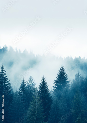 Beautiful cold winter landscape, tall trees in the forest covered with snow, fog and whiteness. A cold gloomy winter day.