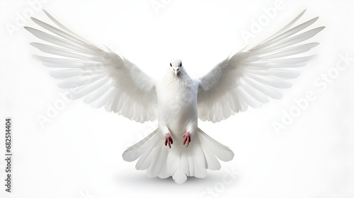 white dove with open wings flies on a white background