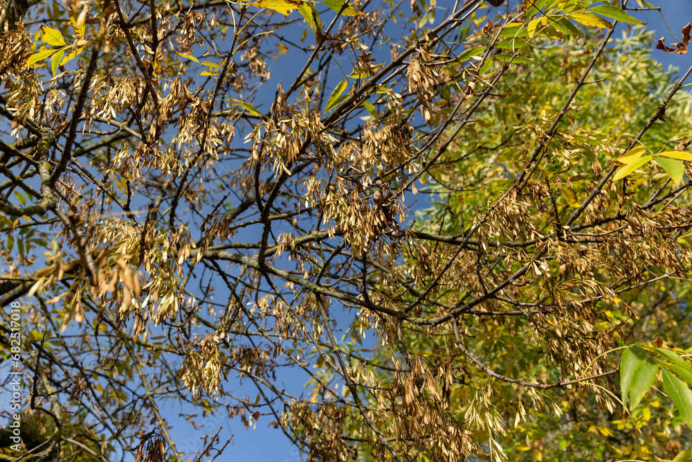 ash foliage changing color from green to yellow-orange ash foliage changing color from green to yellow-orange