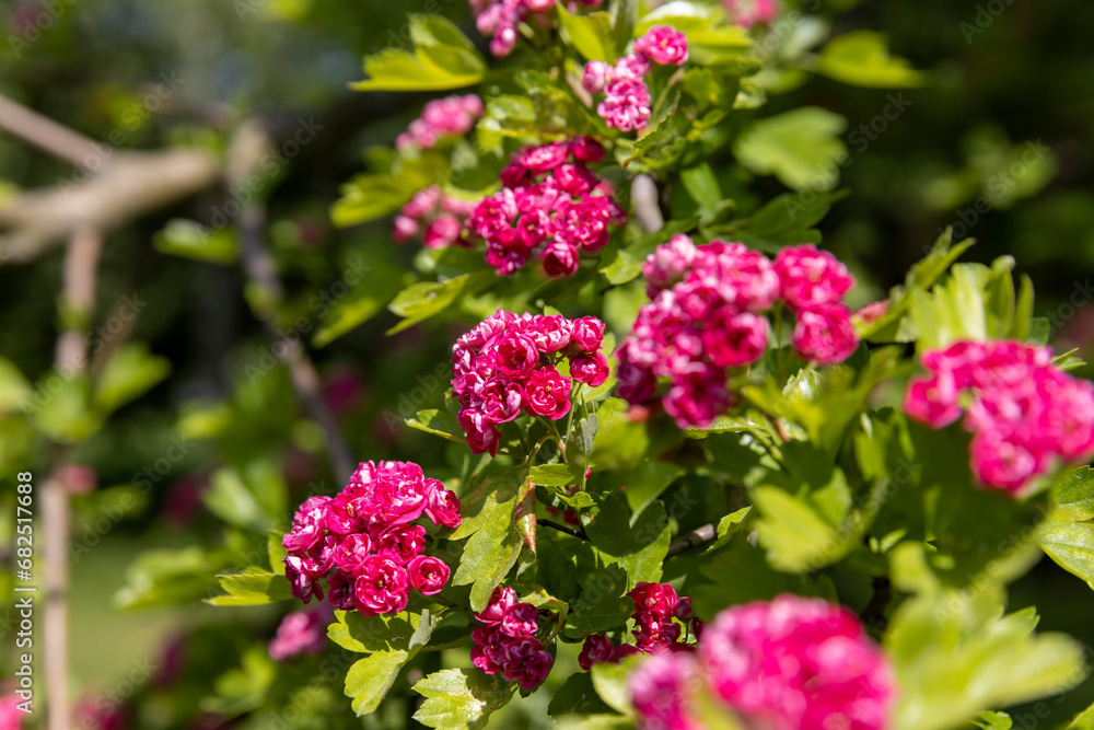 red flowers during flowering in spring park red flowers during flowering in spring park