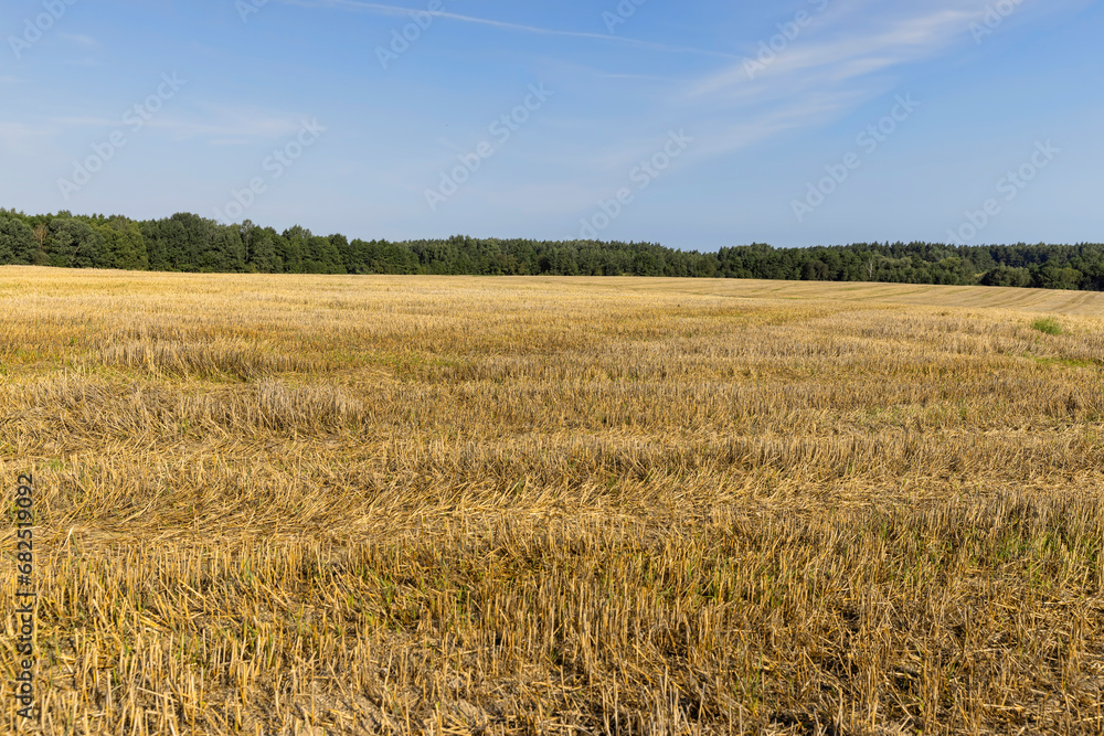 wheat field after the harvest of grain