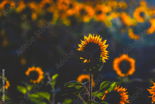 Słonecznik o zachodzie