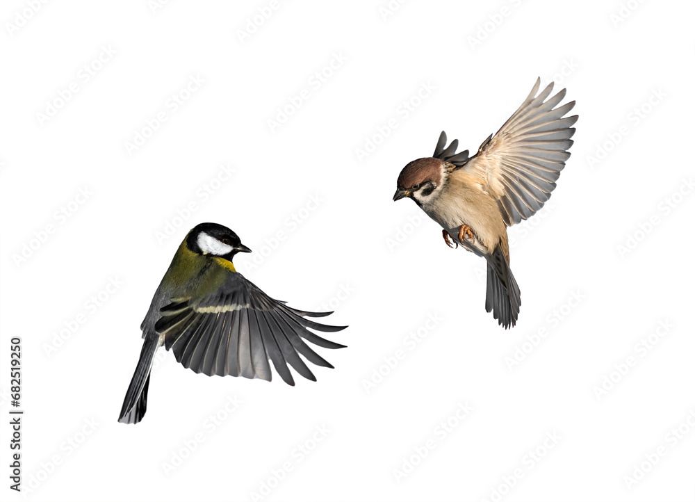 Fototapeta premium set of bird photos tit and sparrow flying on isolated white background
