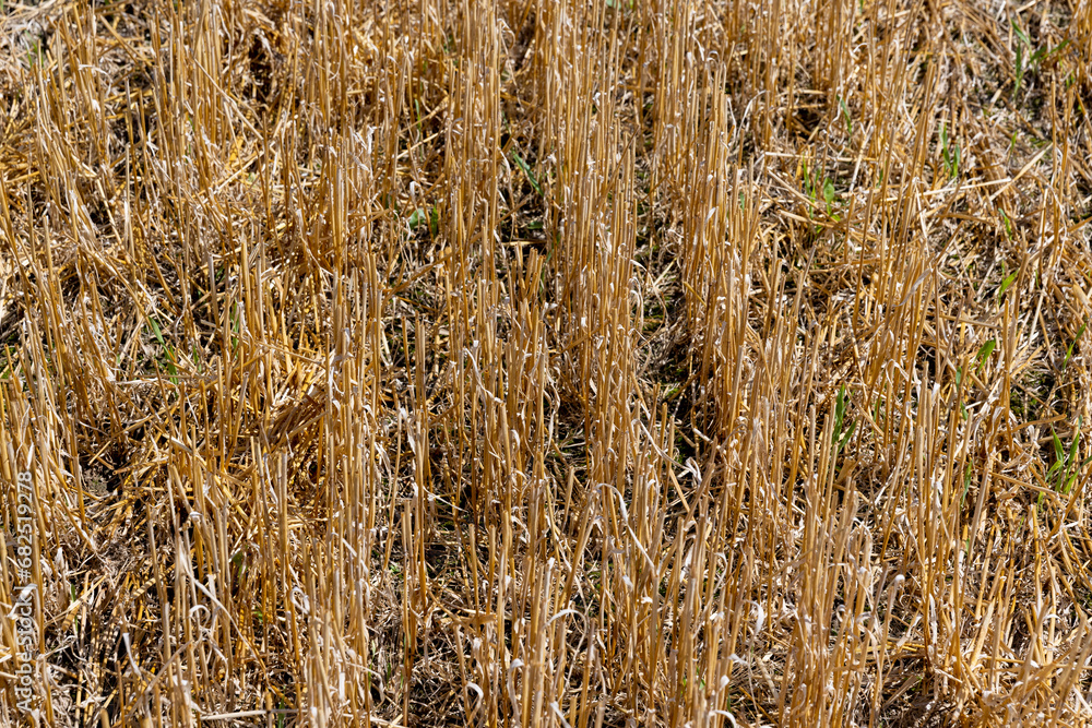 Fototapeta premium golden dry stubble on wheat in the field in summer