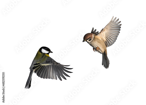 set of bird photos tit and sparrow flying on isolated white background © nataba
