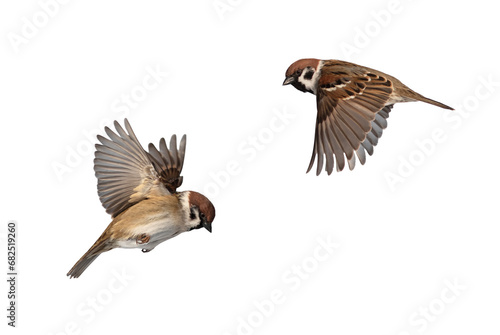 set of photos of two birds sparrows flying on isolated white background © nataba