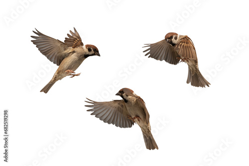 set of photos of birds sparrows flying on isolated white background photo