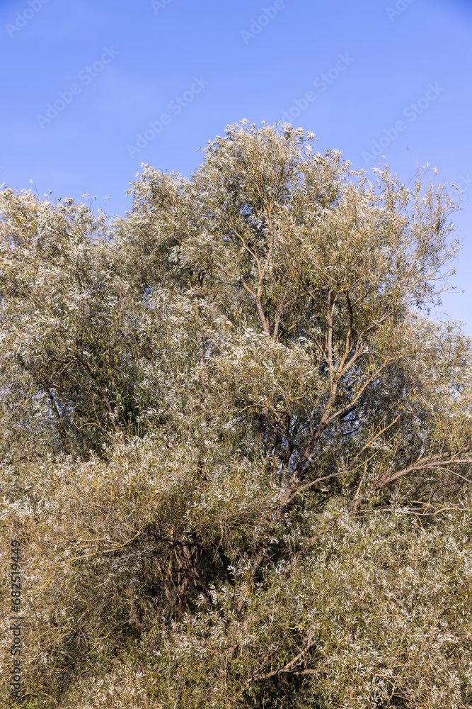willow tree in the autumn season with foliage changing color willow tree in the autumn season with foliage changing color