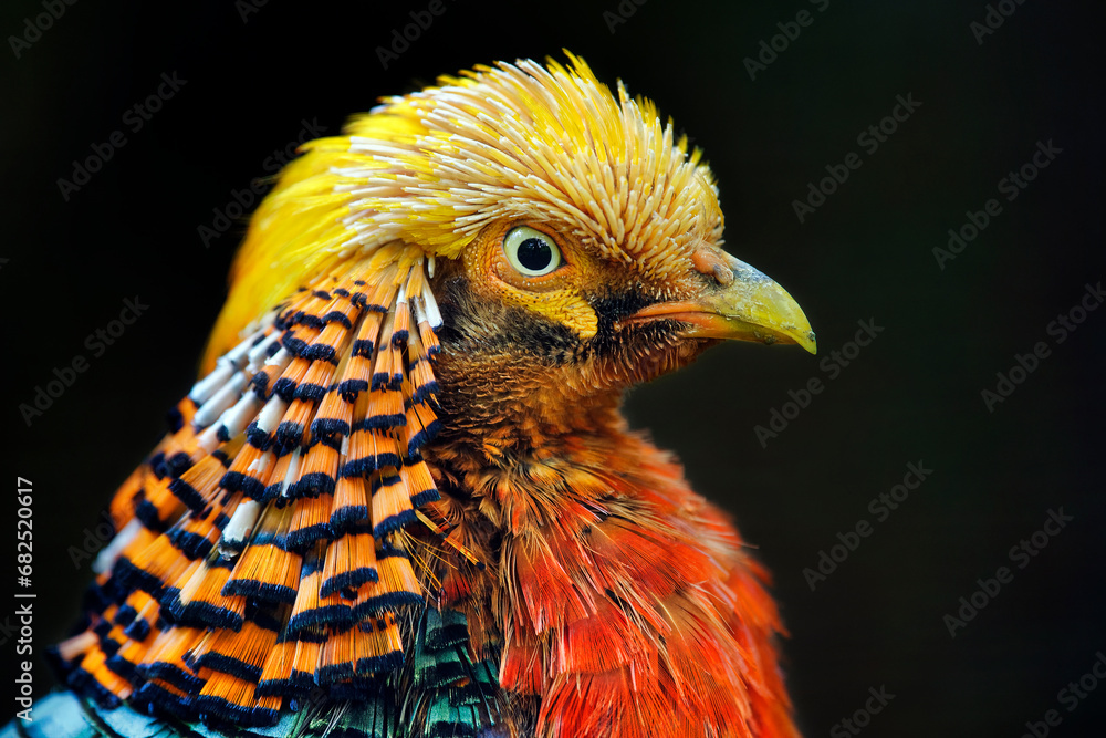 Golden pheasant - Chrysolophus pictus