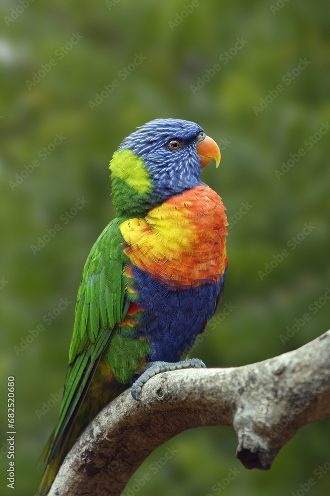 Foto Rainbow lorikeet - Trichoglossus moluccanus