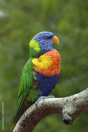 Fotografie Rainbow lorikeet - Trichoglossus moluccanus