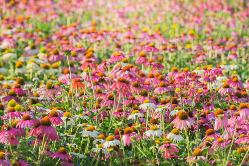 Multicolor flowers on the meadow at sunset,