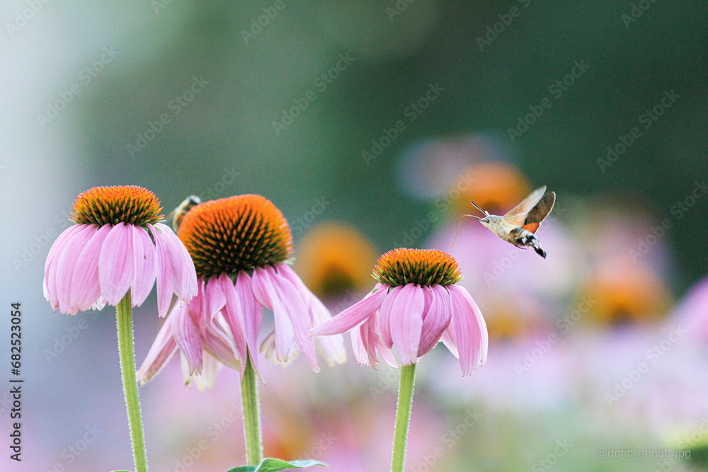 Obraz premium bee on a flower