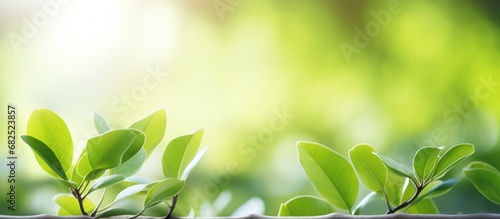 In the beautiful landscape of nature  during the spring season  vibrant green leaves emerge in gardens  representing growth and freshness. The closeup of macro plants captures the natural beauty of