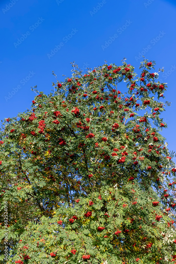 autumn changes on rowan trees on a sunny day