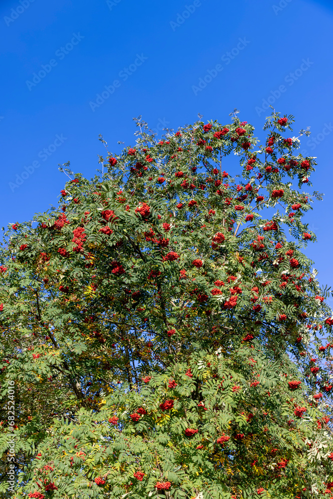 autumn changes on rowan trees on a sunny day autumn changes on rowan trees on a sunny day