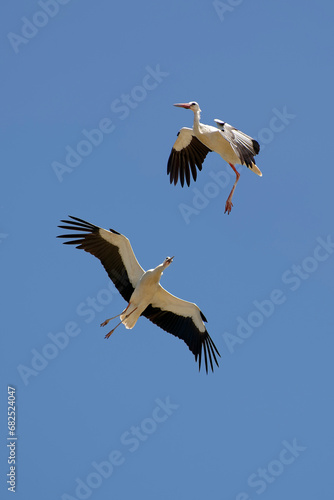 White storks - Ciconia ciconia