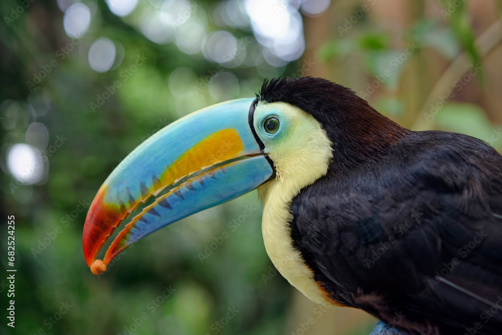 Keel-billed toucan - Ramphastos sulfuratus Keel-billed toucan - Ramphastos sulfuratus