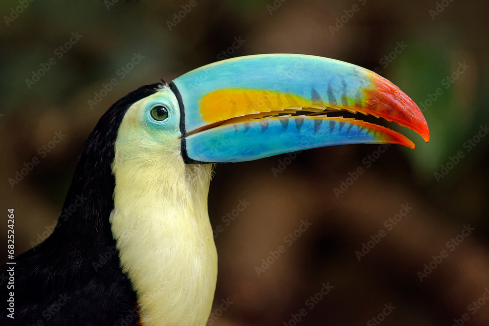 Fototapeta premium Keel-billed toucan - Ramphastos sulfuratus