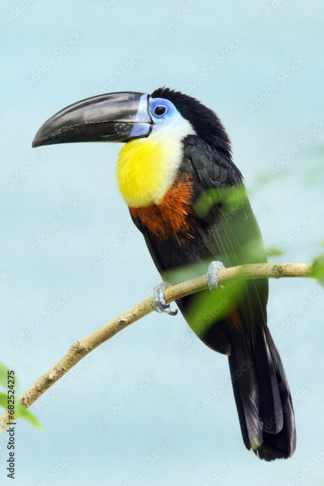 Channel-billed toucan - Ramphastos vitellinus Channel-billed toucan - Ramphastos vitellinus