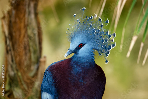 Obraz na plátně Victoria crowned pigeon - Goura victoria
