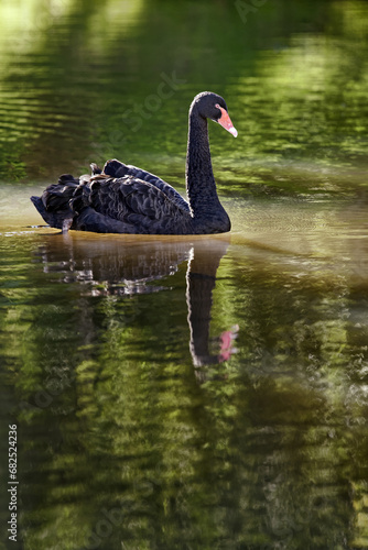 Black swan - Cygnus atratus photo