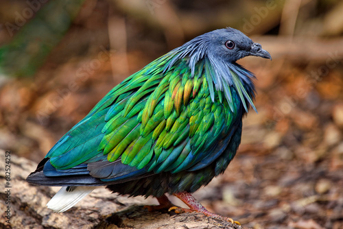 Nicobar pigeon - Caloenas nicobarica