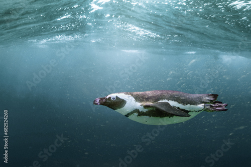 African penguin - Spheniscus demersus photo