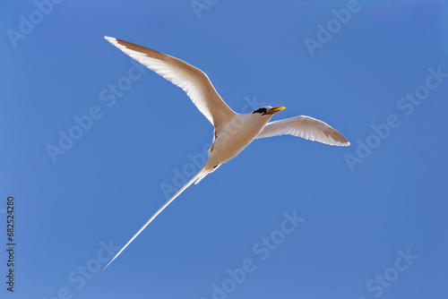 White-tailed tropicbird - Phaethon lepturus