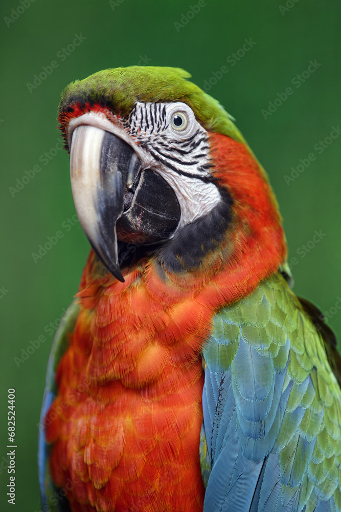 Harlequin macaw (hybrid macaw) - Ara ararauna x Ara chloropterus