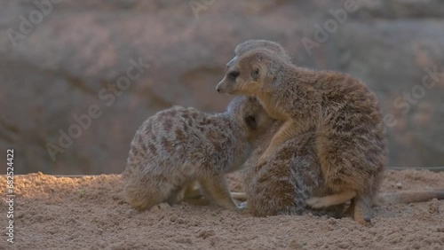 In this slow-motion video, adorable meerkats animals share heartwarming hugs.