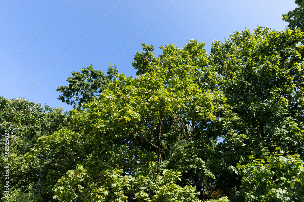 maple trees in the autumn season in sunny weather maple trees in the autumn season in sunny weather