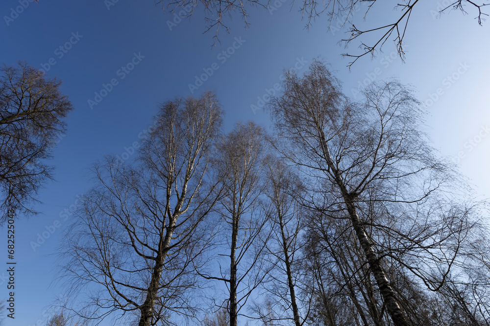 leafless deciduous trees in the spring season leafless deciduous trees in the spring season