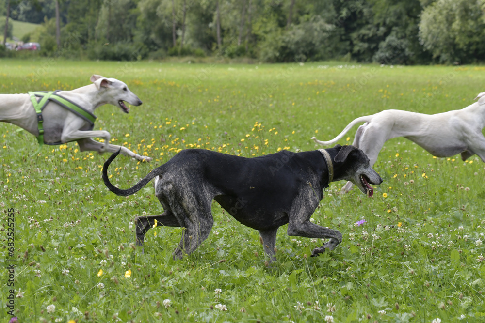 windhunde draussen windhunde draussen
