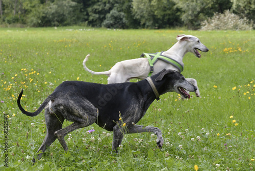 windhunde draussen photo