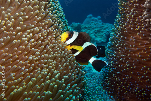 Mauritian anemonefish - Amphiprion chrysogaster